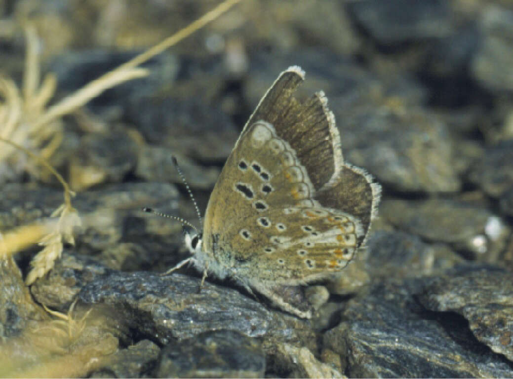 Image of Polyommatus golgus