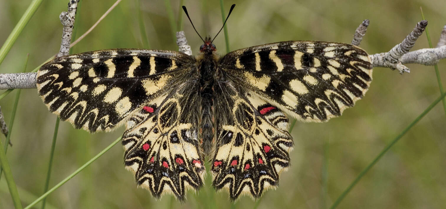 Image of Zerynthia polyxena