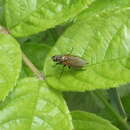 Image of Root-maggot fly