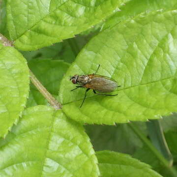 Image of Root-maggot fly