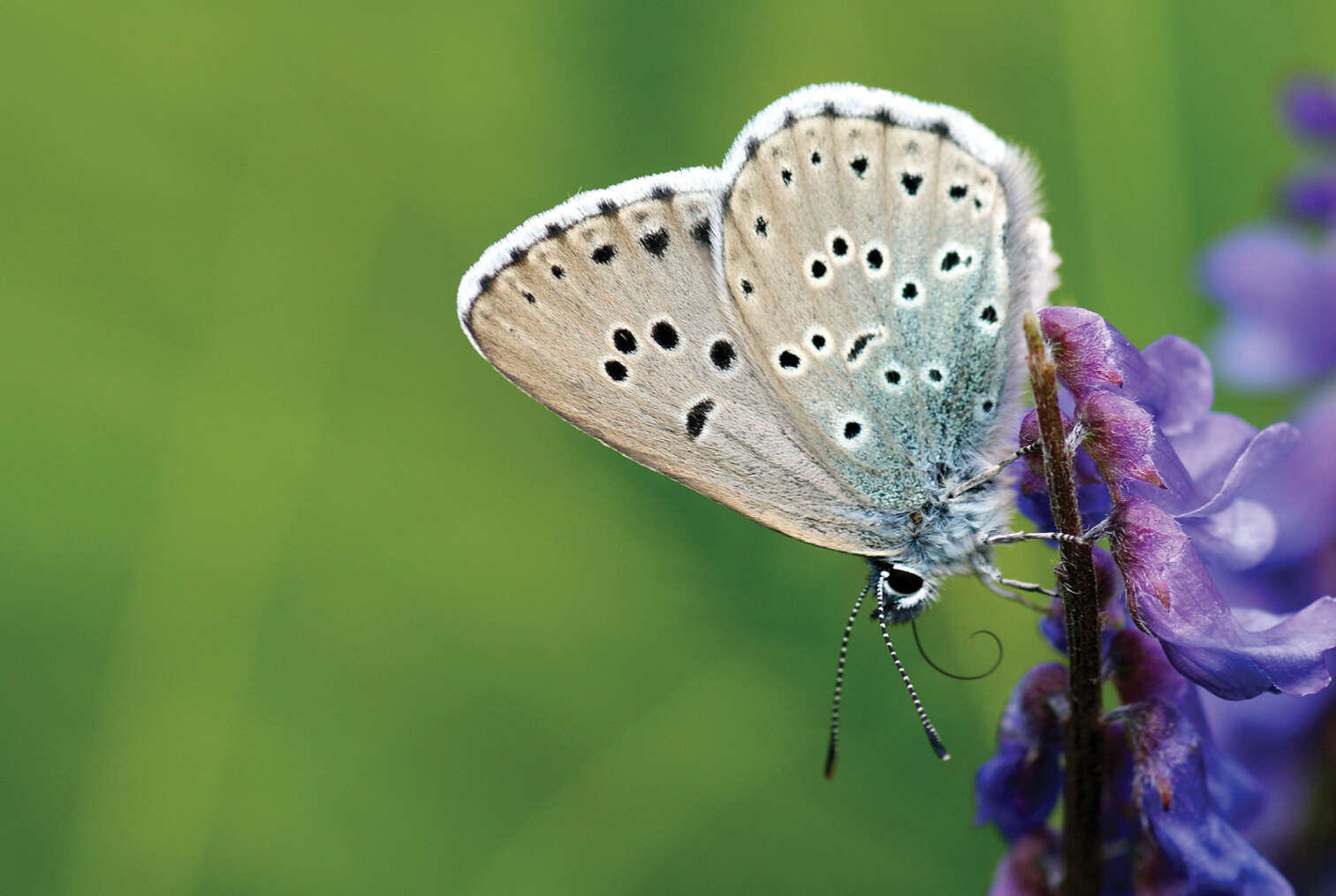 Image of Phengaris arion