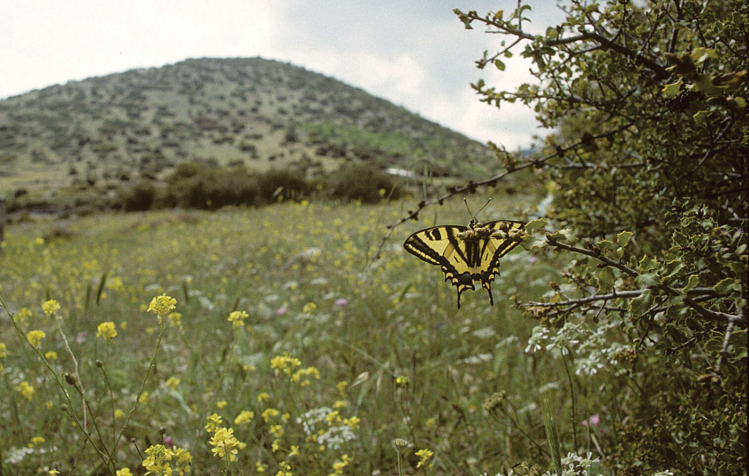 Papilio alexanor Esper 1800 resmi