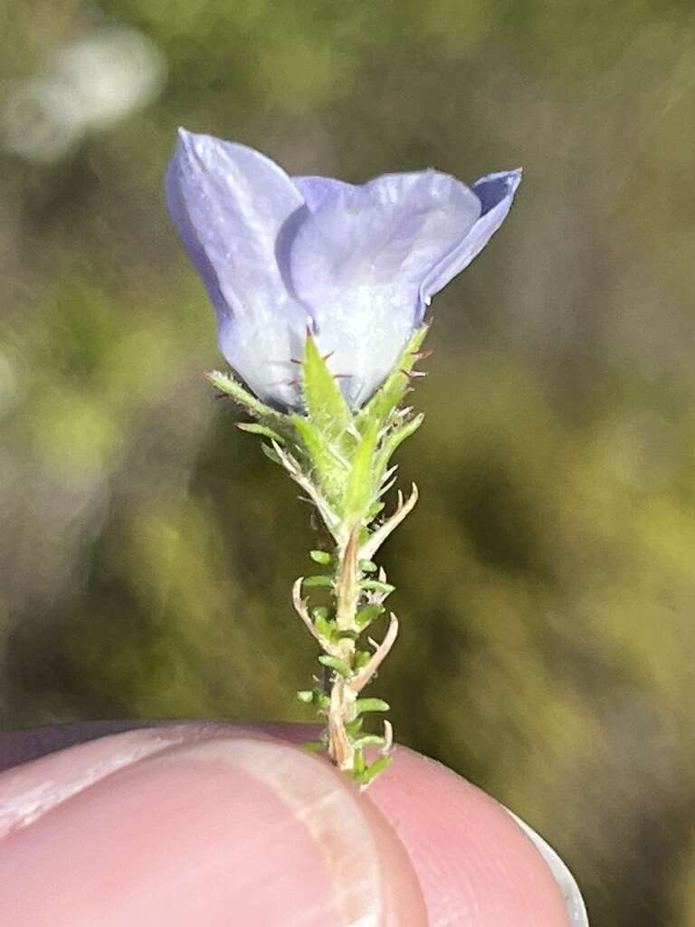 Image of Roella triflora (R. D. Good) Adamson