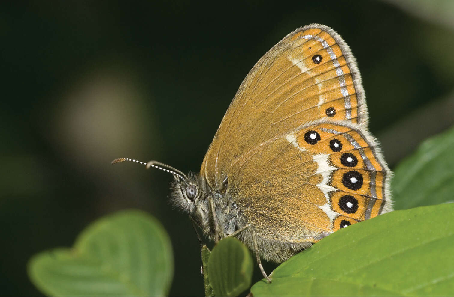 Image of scarce heath