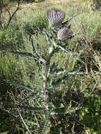 Imagem de Cirsium occidentale var. occidentale