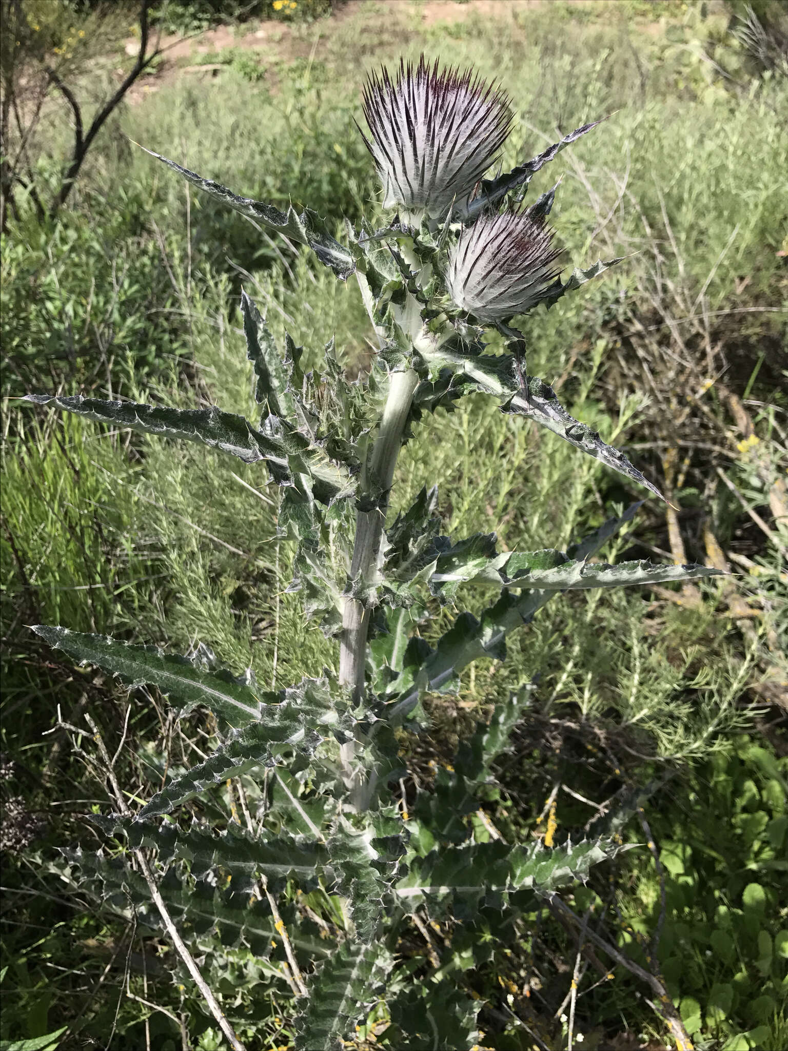 Imagem de Cirsium occidentale var. occidentale