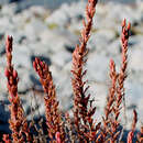 Image of Epilobium melanocaulon Hook.
