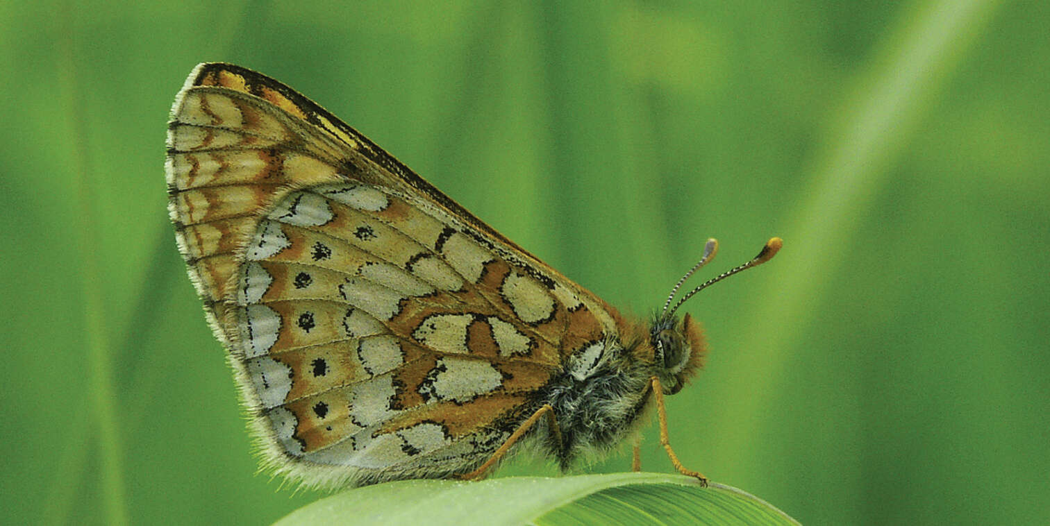 Plancia ëd Euphydryas aurinia