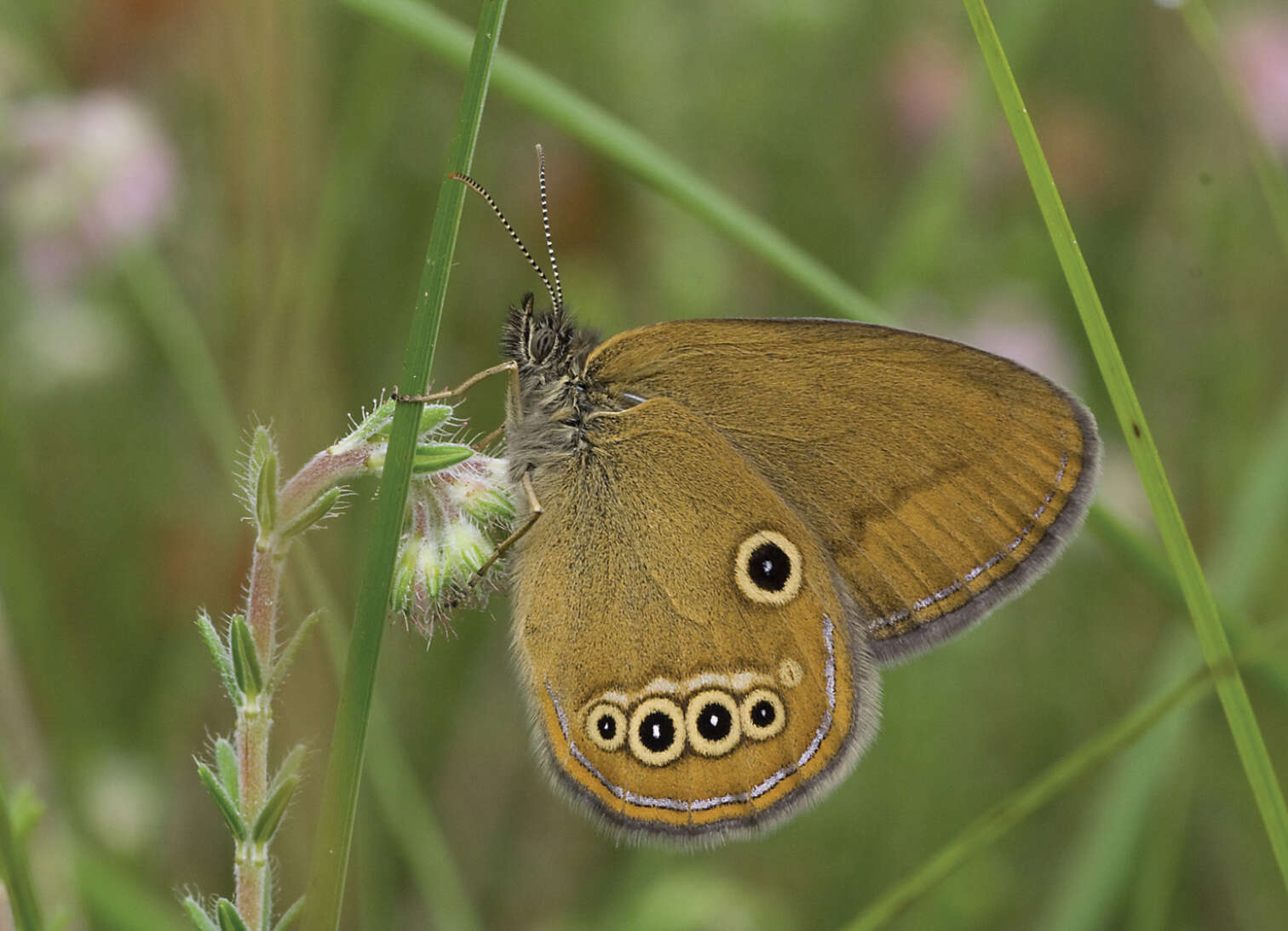 Image of False Ringlet