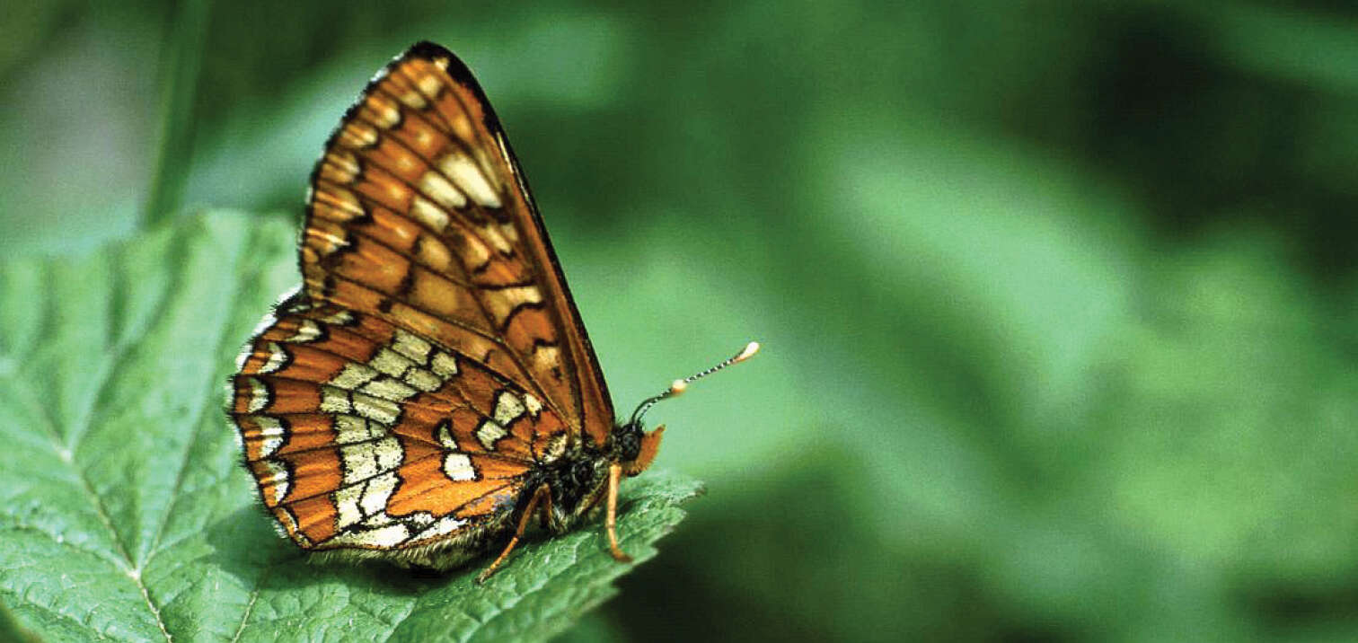 Plancia ëd Euphydryas maturna