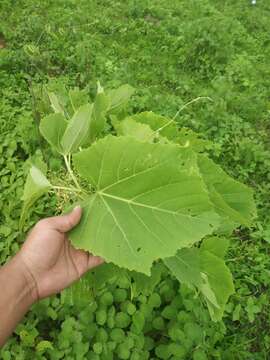 Image of Cissus woodrowii (Stapf ex Cooke) Santapau