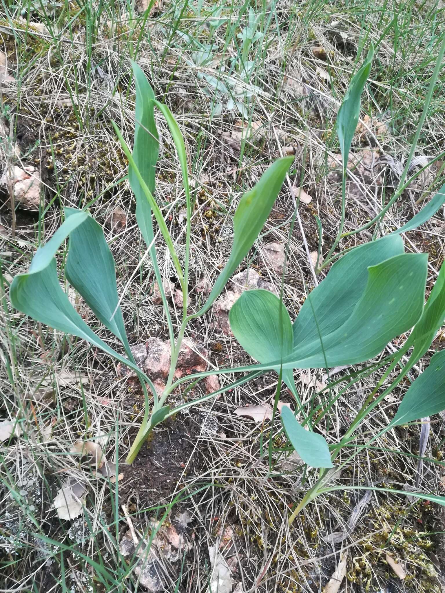 Bupleurum rigidum L. resmi