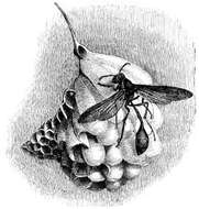 Image of Belonogaster