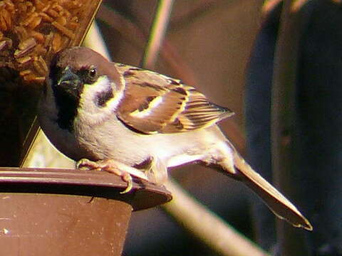 Image of Eurasian Tree Sparrow