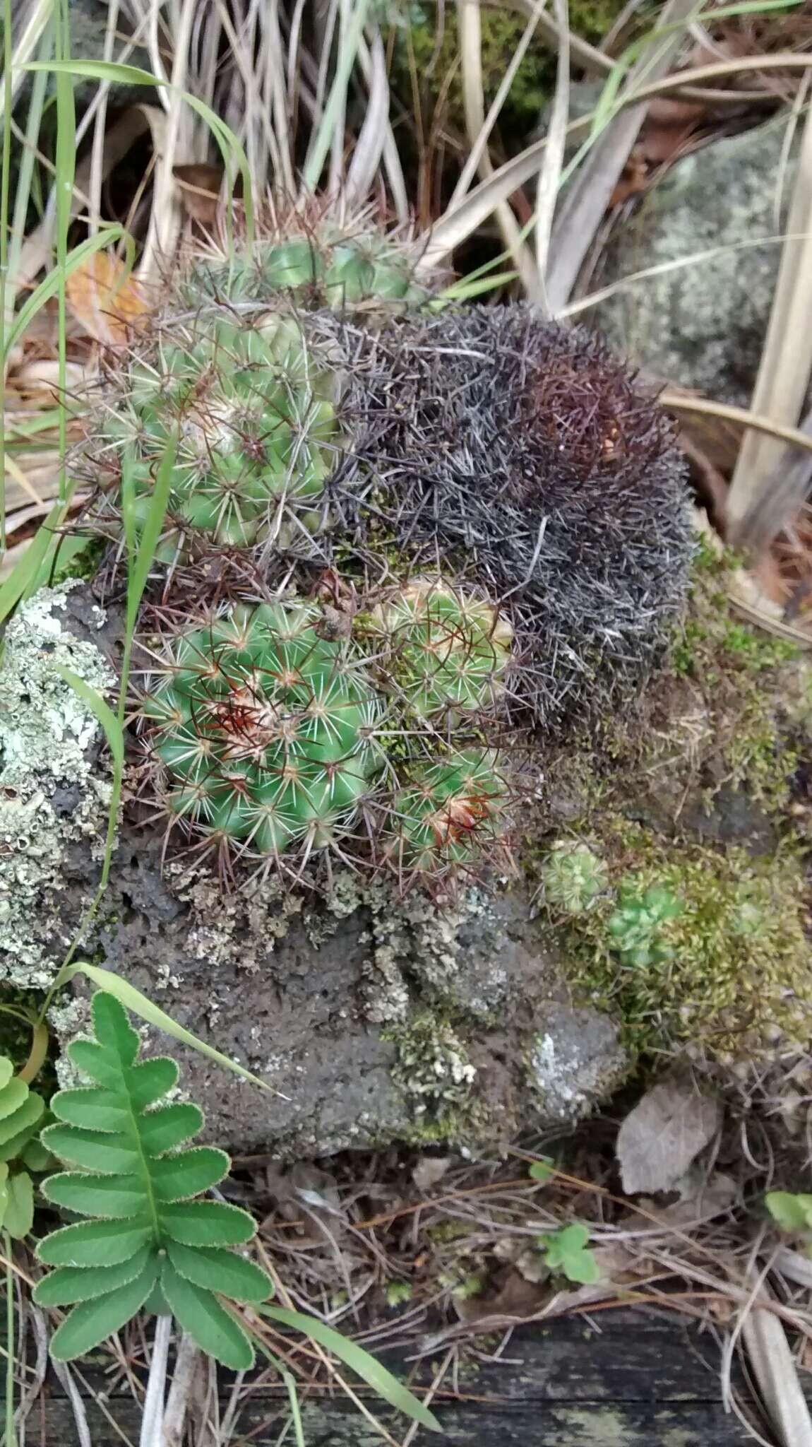 Image of Mammillaria rhodantha subsp. fera-rubra (F. Schmoll ex R. T. Craig) D. R. Hunt