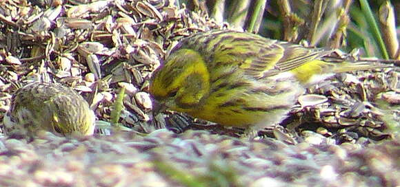 Image of serin, european serin