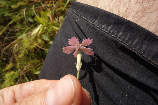 صورة Dianthus campestris M. Bieb.