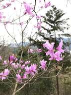 Imagem de Rhododendron dilatatum subsp. dilatatum