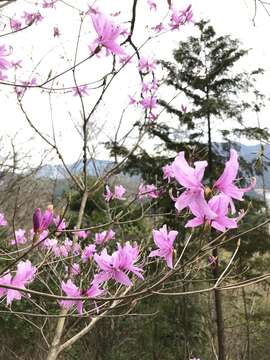 Imagem de Rhododendron dilatatum Miq.