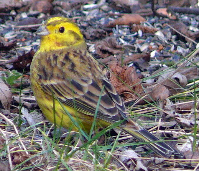 Image of Yellowhammer