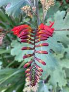 Image of Crocosmia Planch.