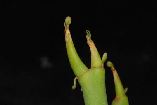 Image de Euphorbia analalavensis Leandri