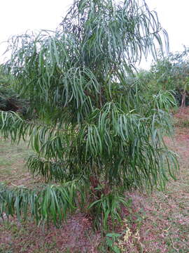 Image of northern brown pine