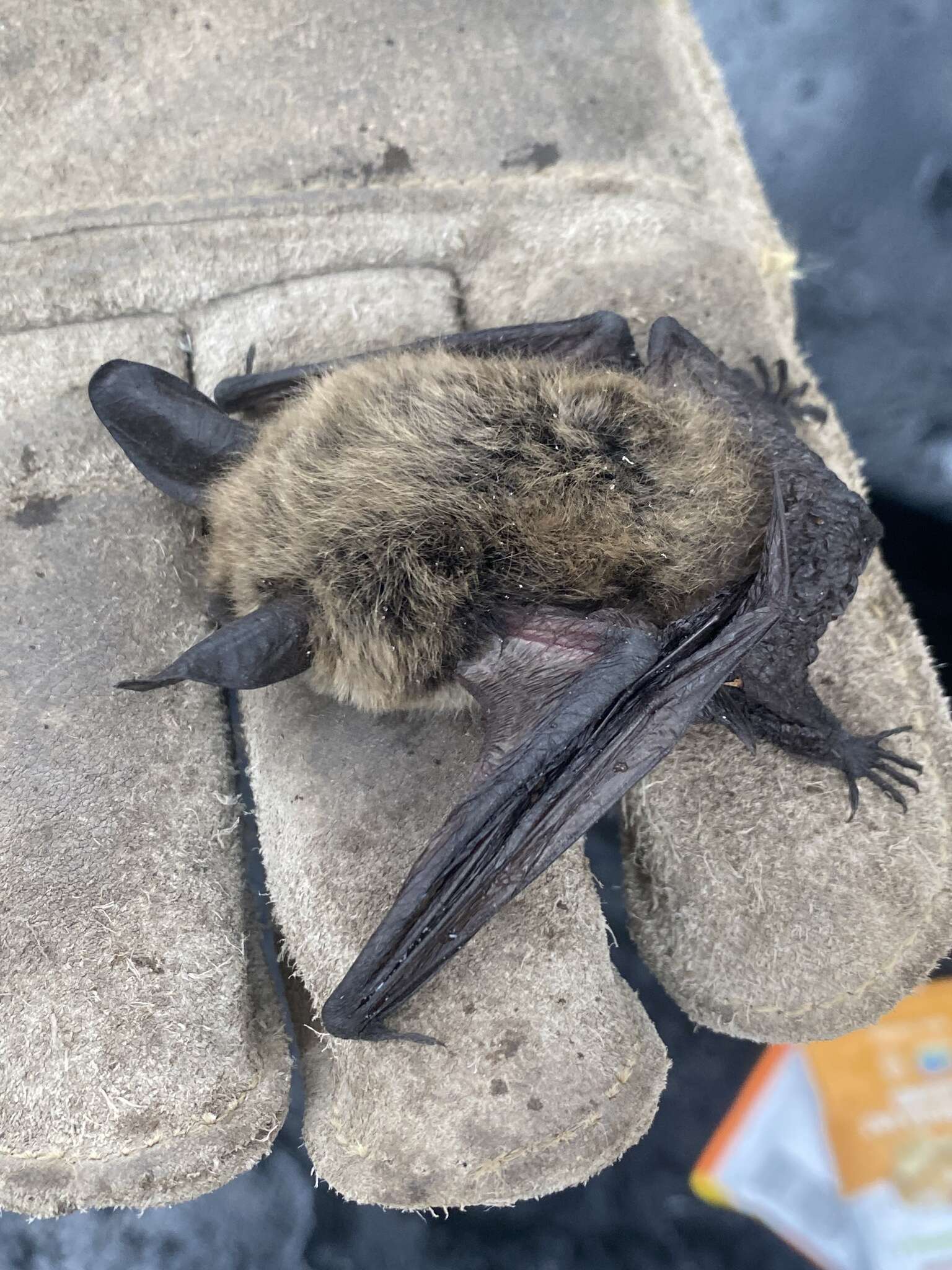 Image of Long-eared Myotis