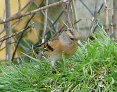 Imagem de Fringilla montifringilla Linnaeus 1758