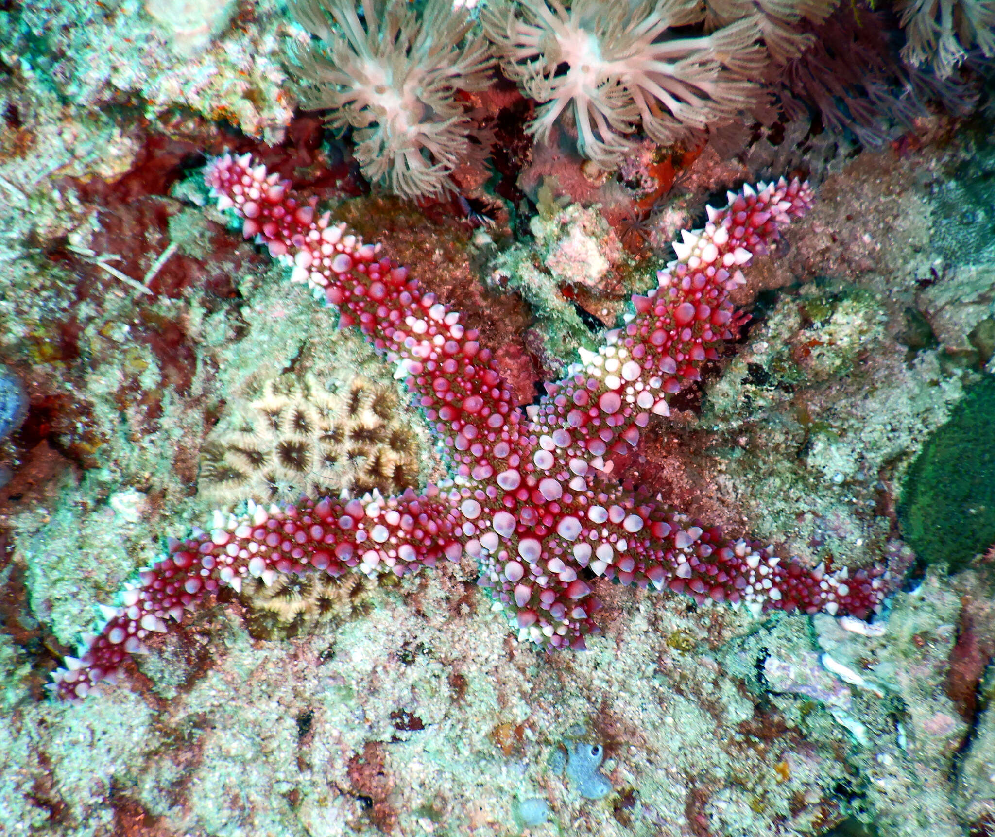 Image of Echinaster callosus Marenzeller 1895