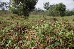 Plancia ëd Bauhinia malabarica Roxb.