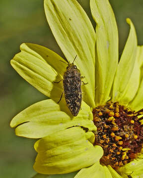 Image of Acmaeodera labyrinthica Fall 1899