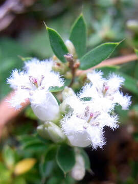 Image de Pentachondra pumila (J. R. & G. Forst.) R. Br.