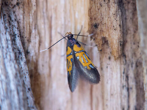 صورة Schiffermuelleria schaefferella Linnaeus 1758