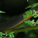 Image of Boulenger's Forest Snake