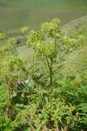 Image of Afroligusticum thodei (T. H. Arnold) Winter