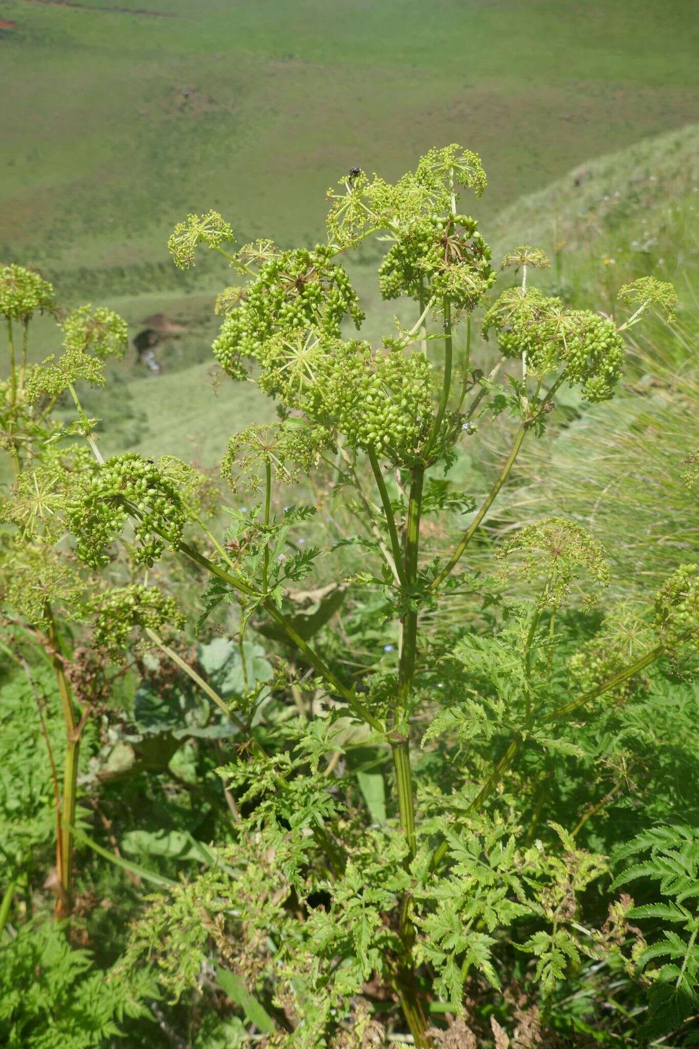 Image of Afroligusticum thodei (T. H. Arnold) Winter