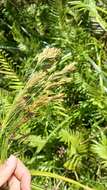 Imagem de Cyperus prolixus Kunth