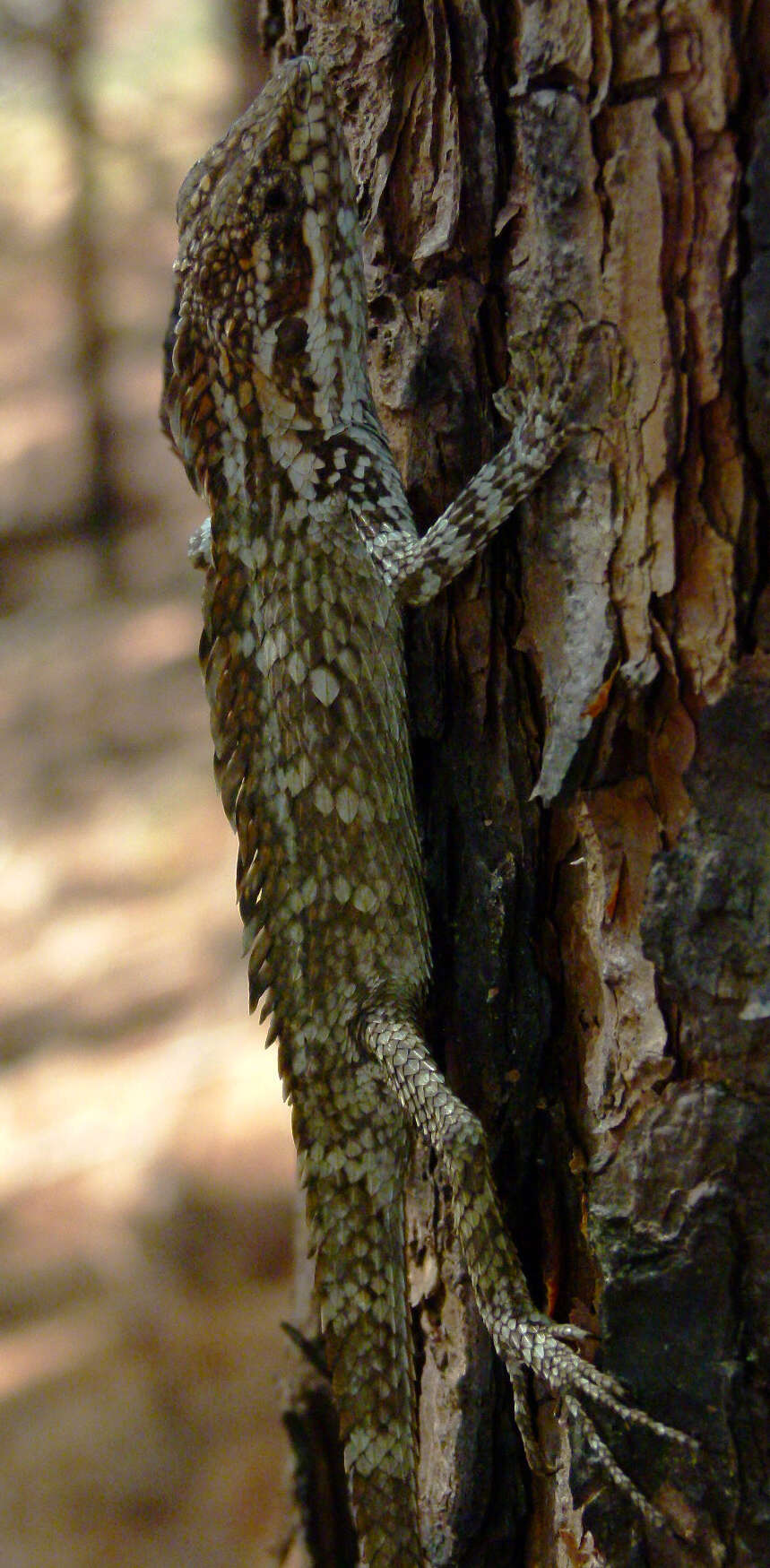 Image of Horsfield's Spiny Lizard