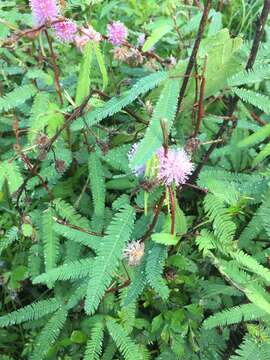 Imagem de Mimosa xanthocentra var. xanthocentra