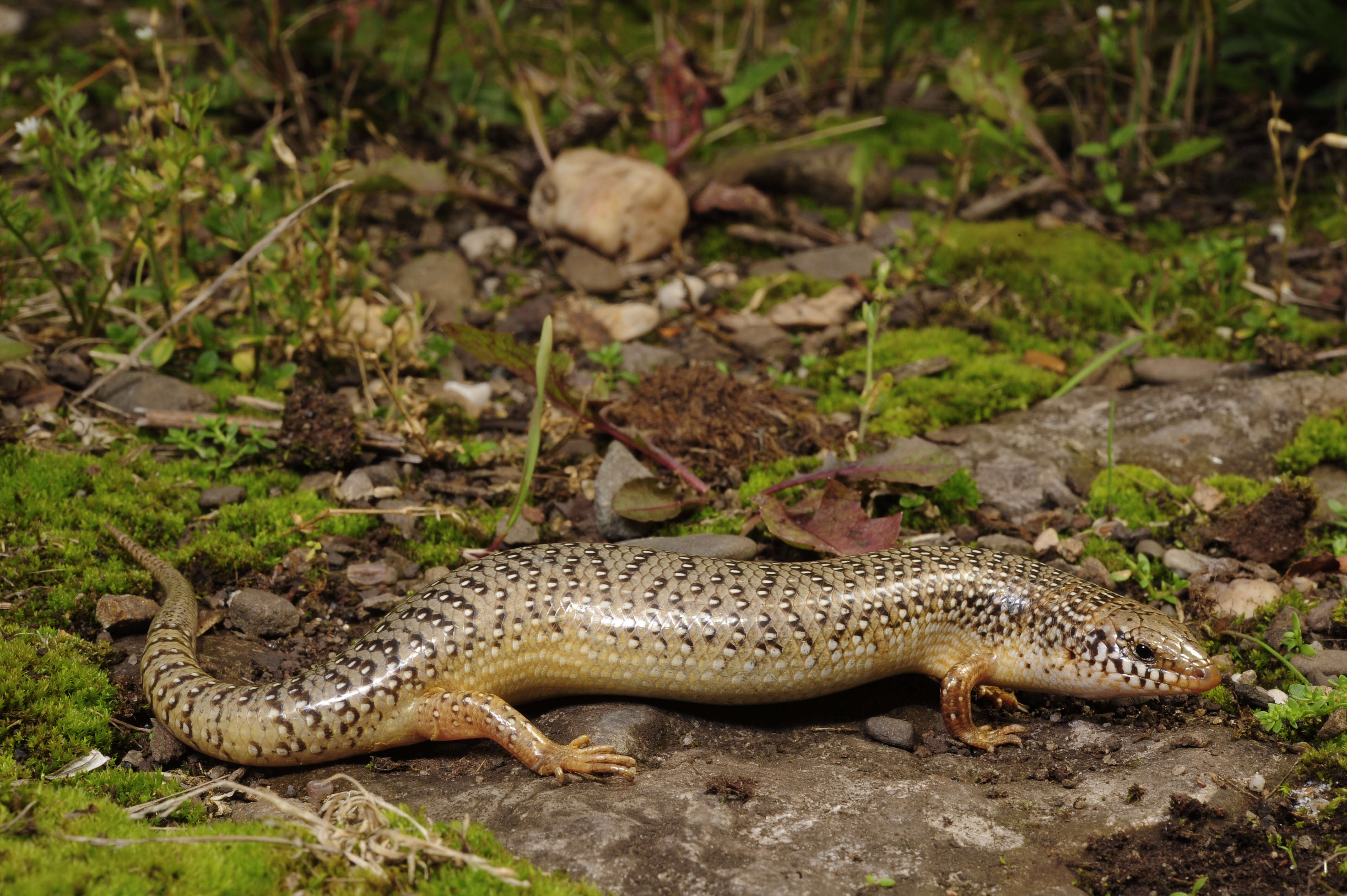 Image of Ocellated Bronze Skink