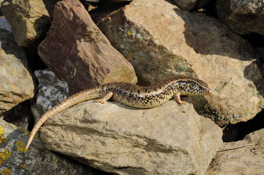 Image of Ocellated Bronze Skink