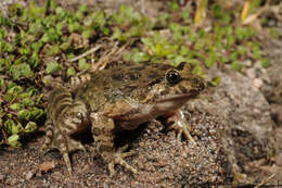 Image of Tyrrhenian Painted Frog