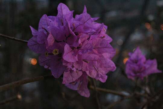 Image of paperflower