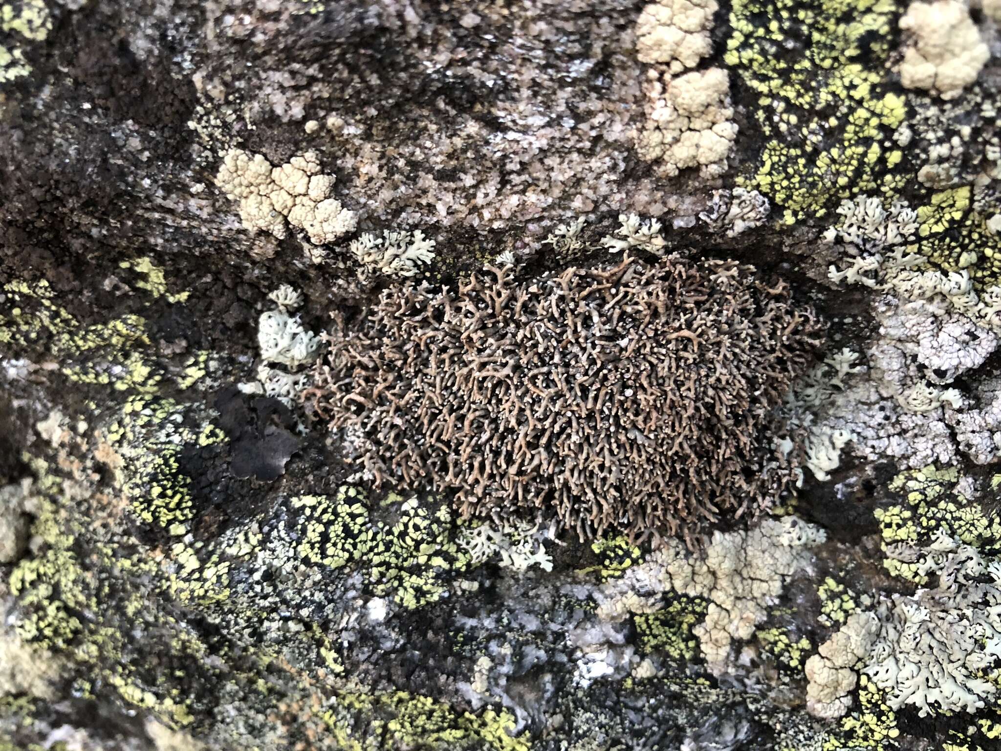 Image of fragile ball lichen