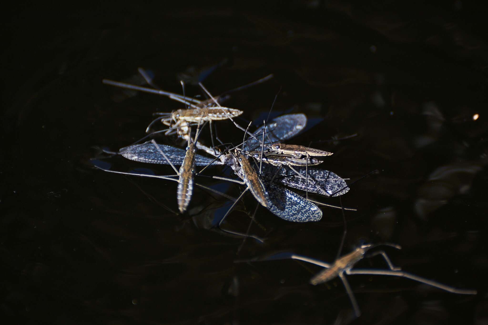 Image of Aquarius chilensis (Berg 1881)