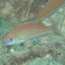 Image of Filamented flasher-wrasse