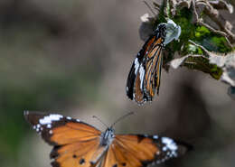 Image of Danaus (Anosia) genutia subsp. wetterensis Fruhstorfer 1899