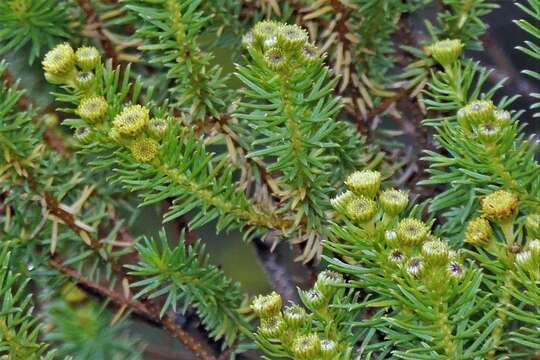 Image of Baccharis aliena (Spreng.) Joch. Müll.