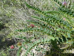 Image of Astragalus monspessulanus subsp. monspessulanus